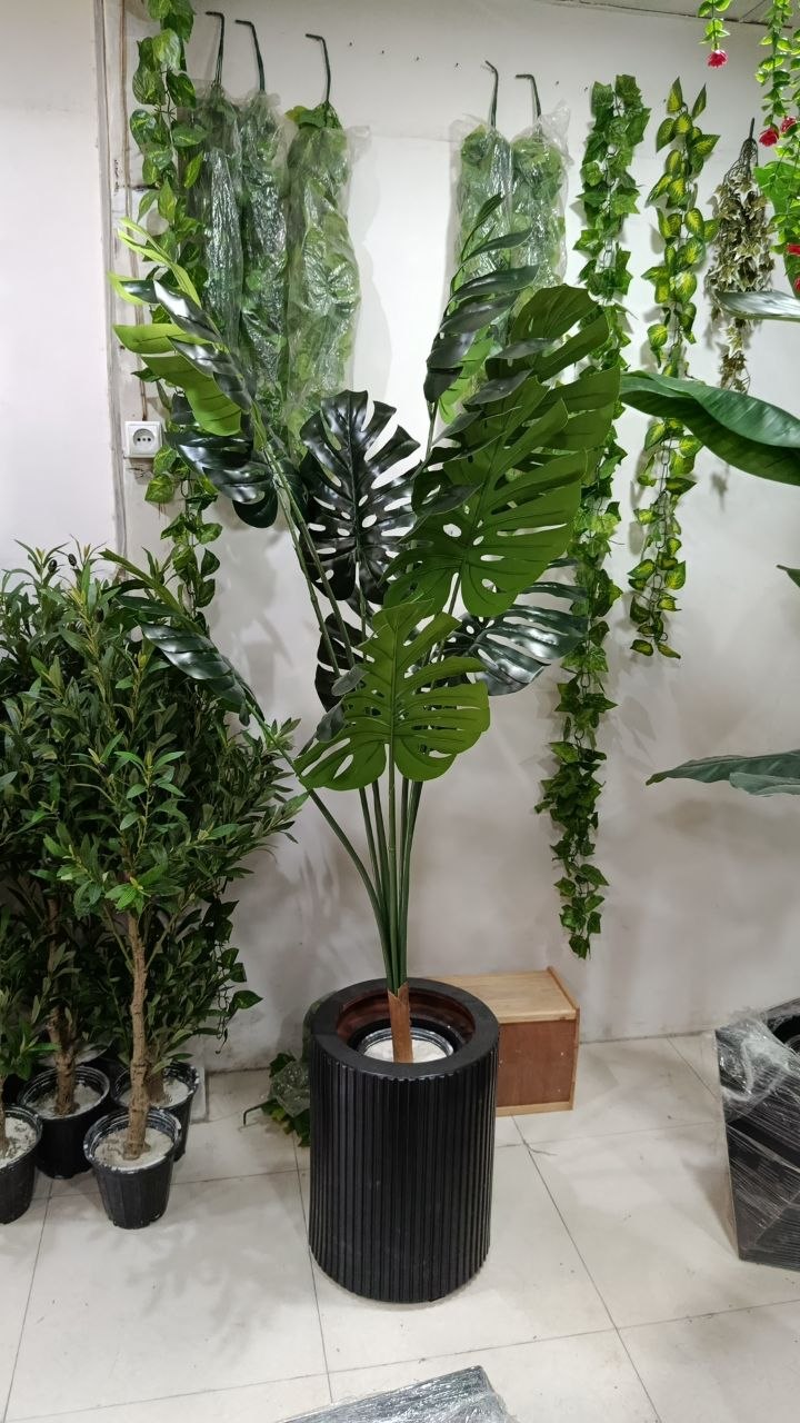 درختچه برگ انجیری ده برگ ارتفاع ۱۸۰